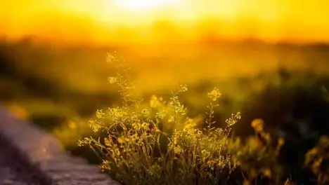 TES团队配合致胜：经济优势与团战压制助大龙buff一波推平-米兰电竞